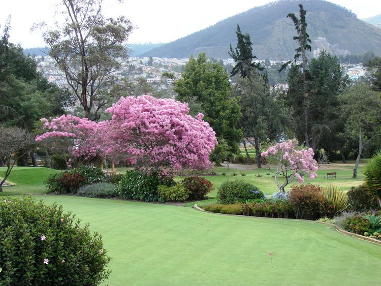 Quito Golf Club All Square Golf