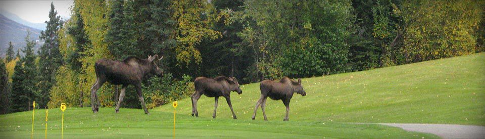 Anchorage Golf Course cover picture