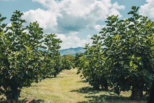 Finca San Antonio cover picture