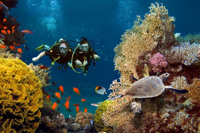 Scuba Diving  illustration