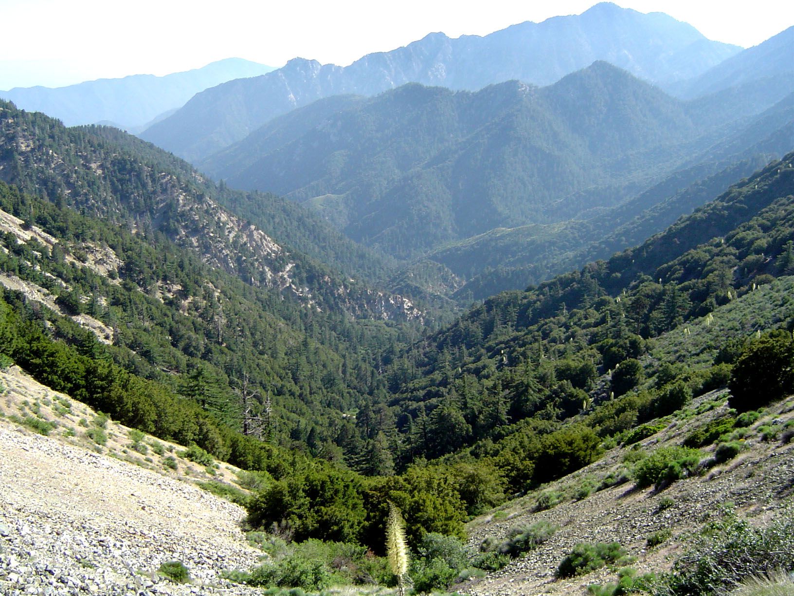 Angeles National Forest illustration