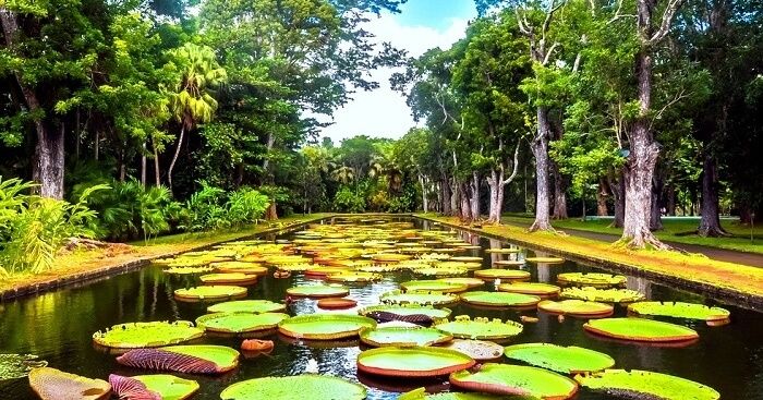 Sir Seewoosagur Ramgoolam Botanical Garden illustration