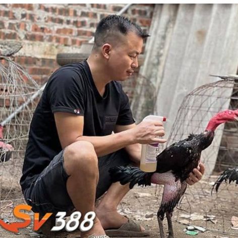 Vương Anh Tú Tác Giả Tại SV388 Profile Picture