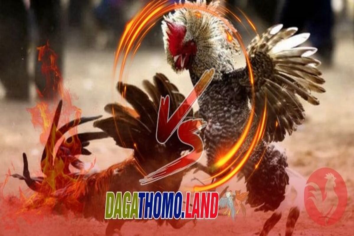 Đá Gà Thomo Cover Picture