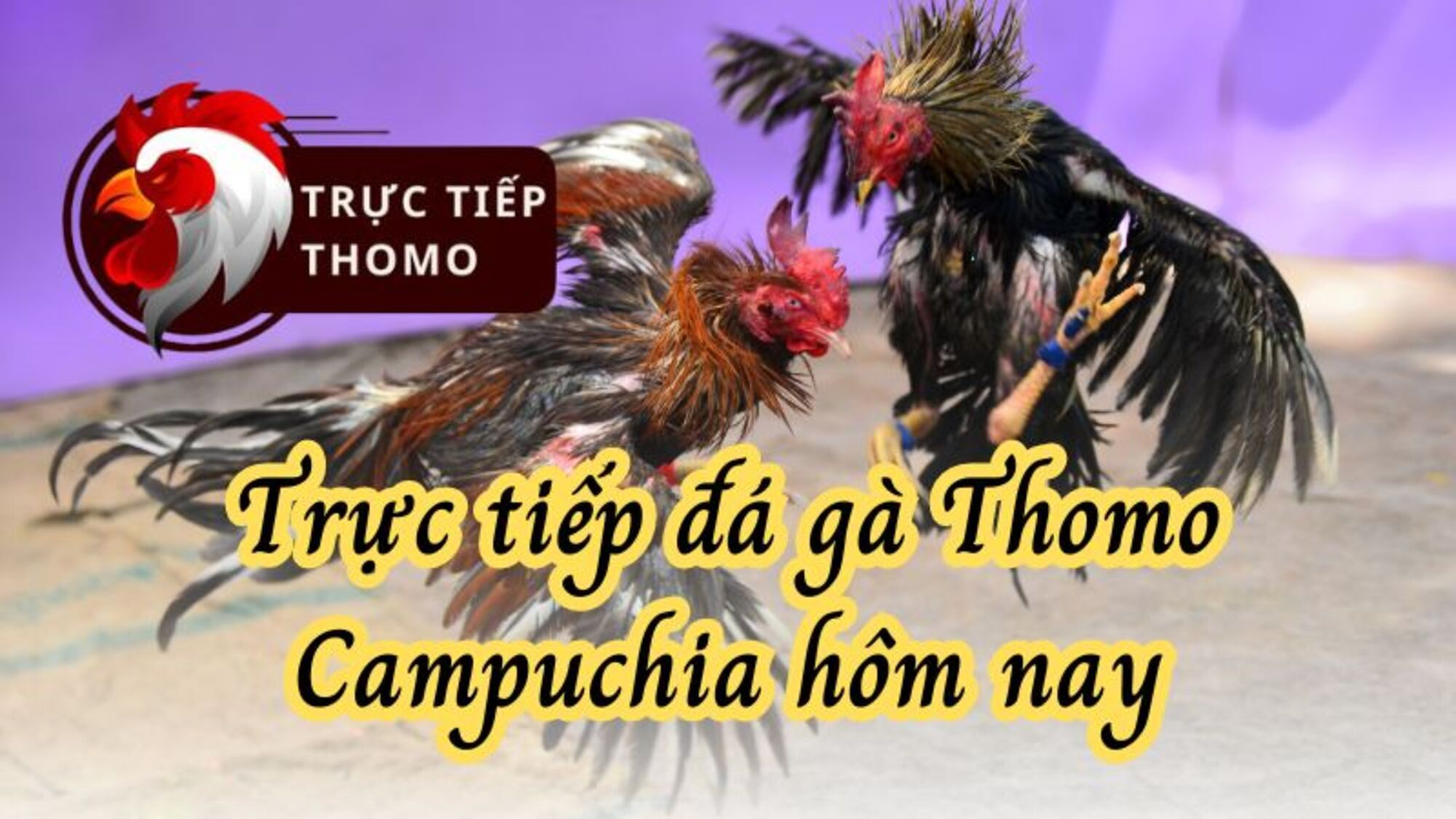 Trực Tiếp Thomo Cover Picture