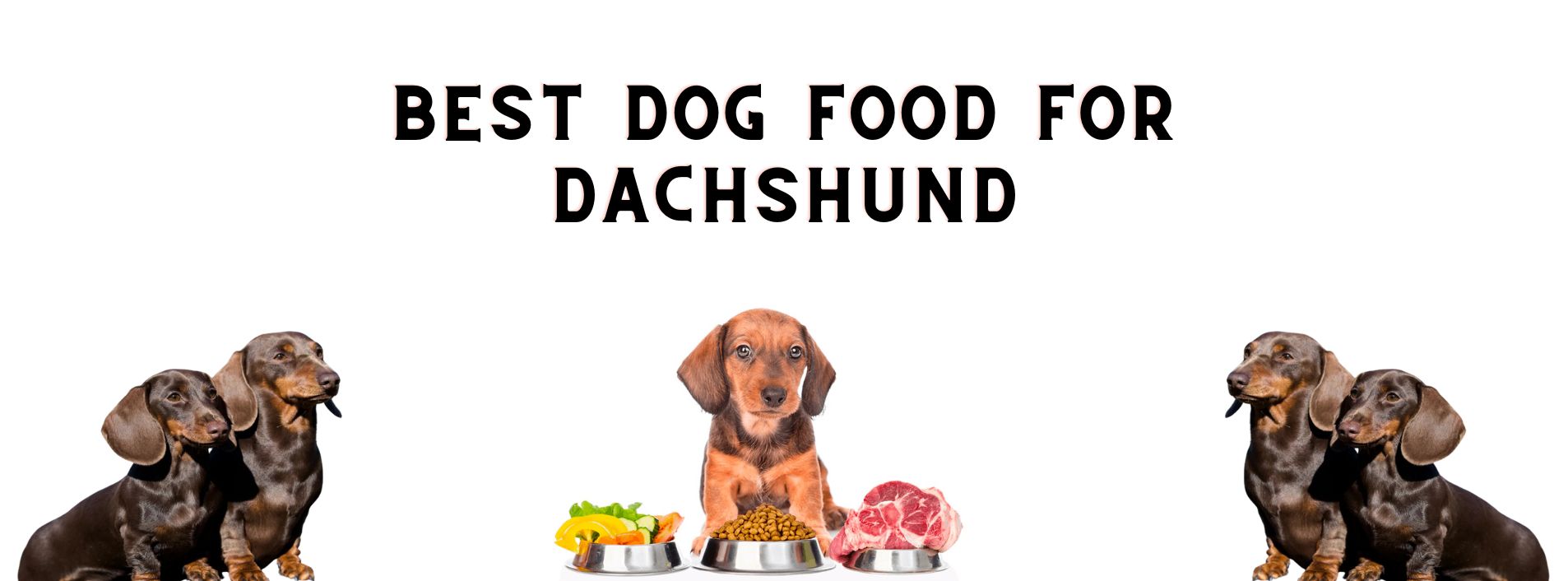 For Dachshund Best Food Cover Picture